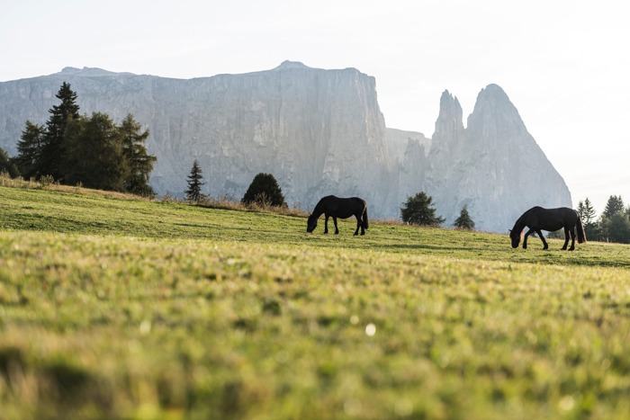 Sommerurlaub auf der Seiser Alm