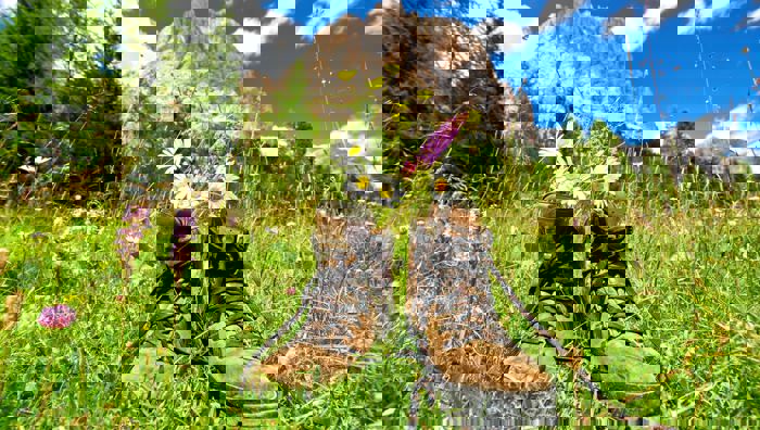 Der Juni in Südtirol