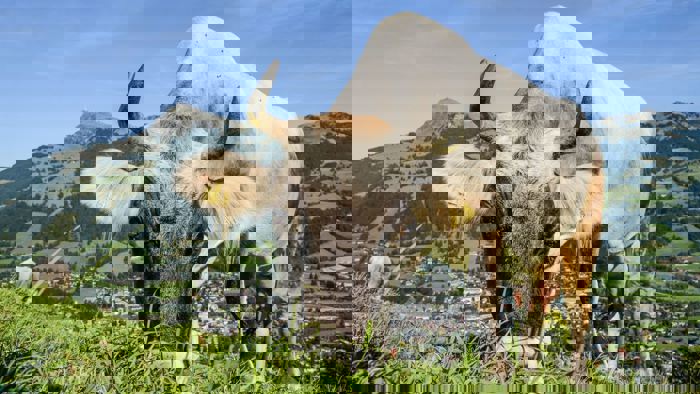 Kitzbühel im Sommer