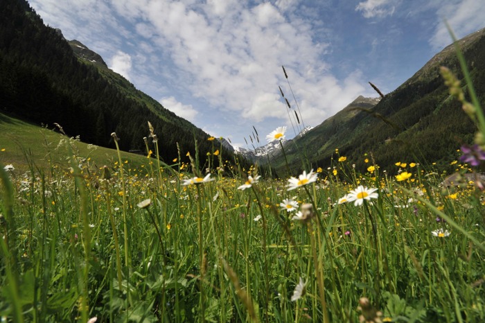 Sommerurlaub im Wipptal