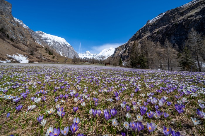 Der Frühling in Tirol Der Frühling in Tirol
