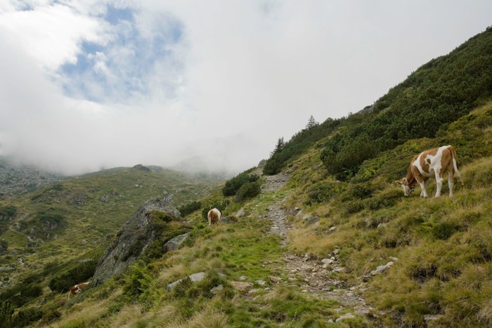Wanderurlaub in der Wildschönau